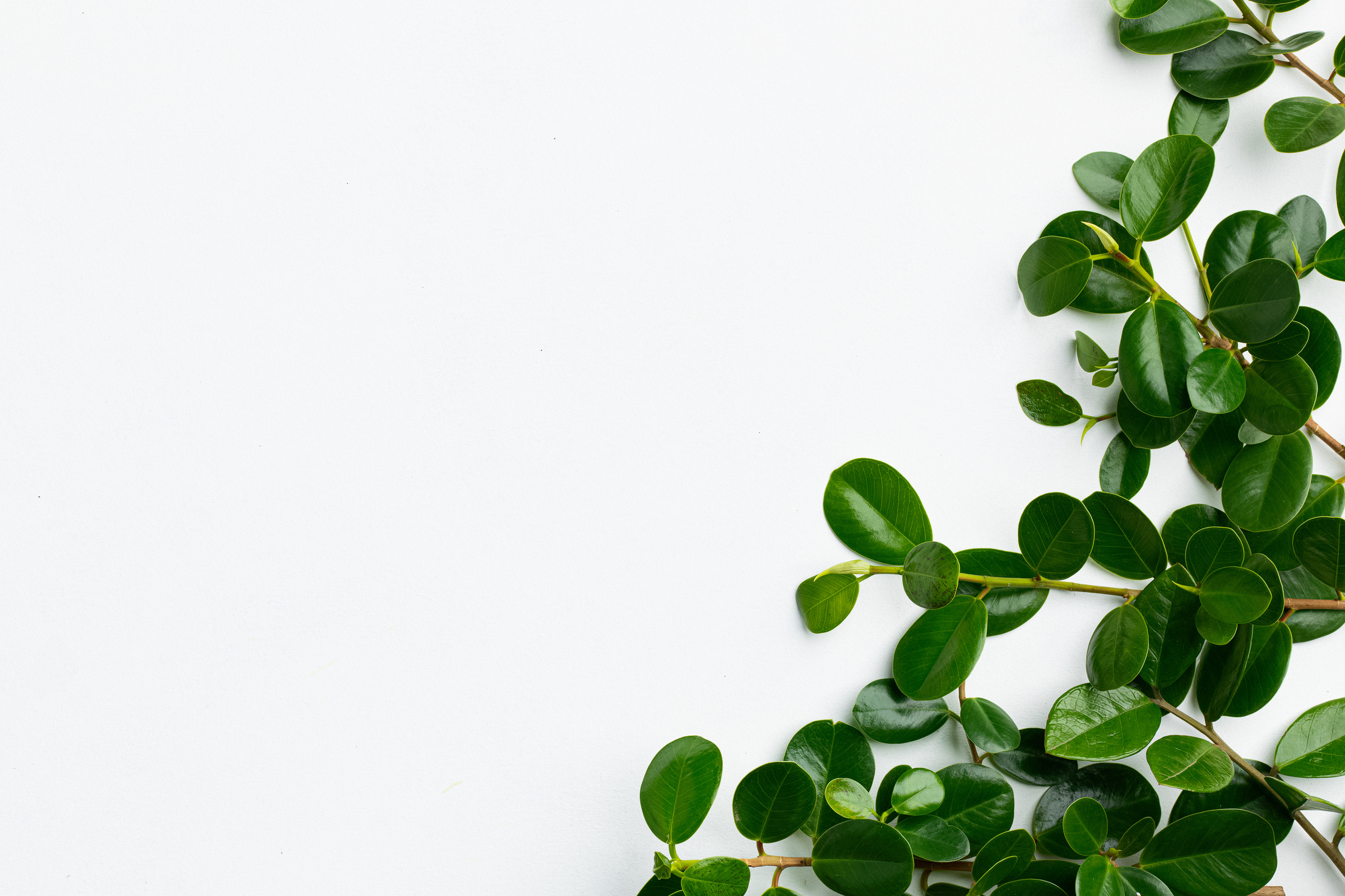 Green Leaves on White Background